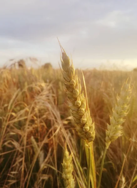 緑のシリアル屋外 黄色への変態で穀物 ほぼ熟した小麦の耳 詳細については 閉じる Eu農業 スペインの太陽の下で成熟した農地 — ストック写真