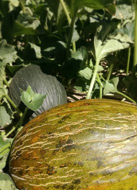 Gıda meyve bahçesinde yetişiyor. Yenilebilir, etli meyveler. Noel Baba kavunu, ya da Noel karpuzu ya da kurbağa derisi olarak da bilinir, İspanya kökenli bir çeşittir. AB 'nin Ürünleri.