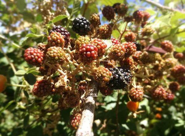 Antiossidante Naturale Frutta Della Mora Rovo Bacche Selvatiche Nere Rosse — Foto Stock