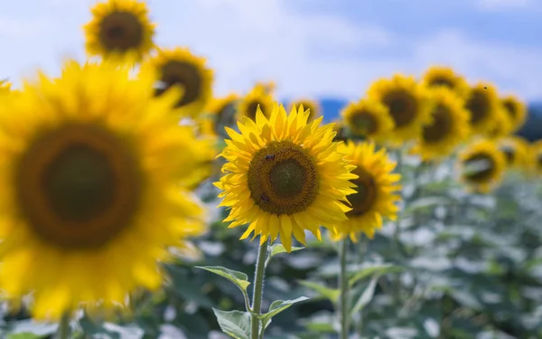 Field of sunflowers. Sunflowers flowers. Landscape from a sunflower farm. A field of sunflowers high in the mountain. Produce environmentally friendly, natural sunflower oil