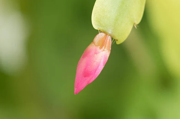 Pink flower buds. Macro pink flowers. Flower buds not opening.