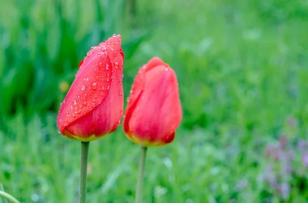 Drops of spring rain on red tulips.