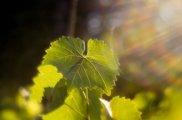 Vine leaves in autumn. Vine leaves lit by the setting sun. Green