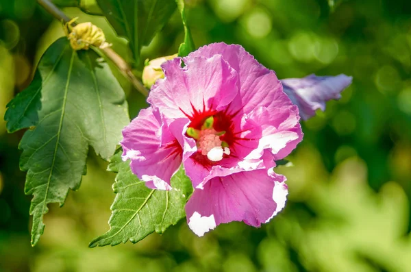 Chinese Hibiscus. Flower pink hibiscus. Chinese rose picture clo