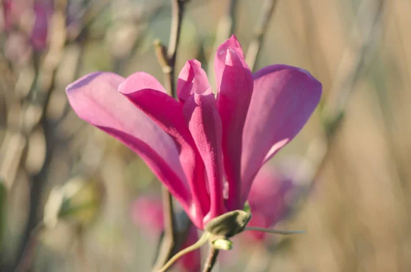 Young pink magnolia. Magnolia flower on magnolia Tree. Magnolia