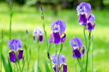 Flowers iris in the garden. Spring flower iris shot in clear sun on green background of natural grass in iris garden. clipart