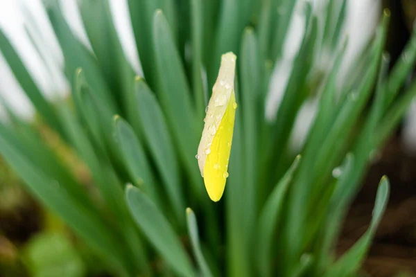 黄色の水仙 緑の背景に水仙 春の花のナルシス ダフォジル 庭のクローズアップ 朝の日差しの中で黄色の水仙の花 — ストック写真