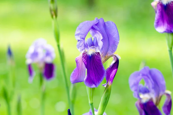 Iris Flores Jardín Primavera Flor Iris Tiro Claro Sol Sobre —  Fotos de Stock