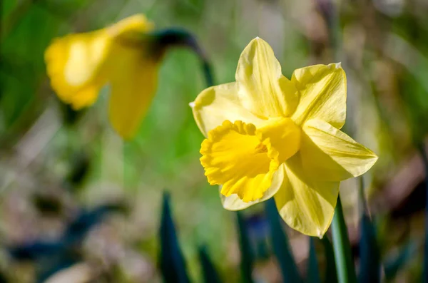 Gul Narcissus Påsklilja Grön Bakgrund Våren Blomma Narcissus Påsklilja Närbild — Stockfoto