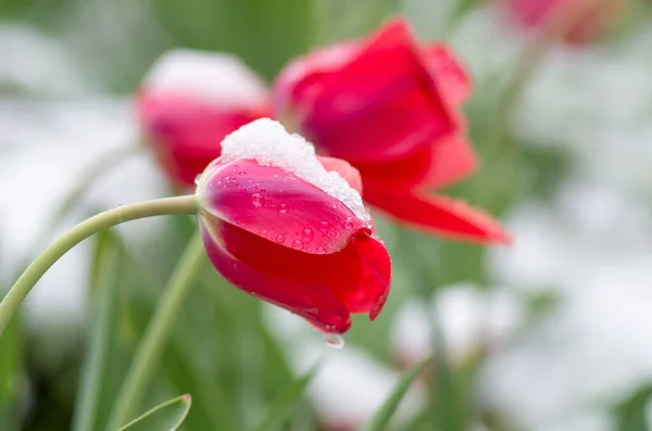 Tulipas Vermelhas Cobertas Neve Tulipas Sob Neve — Fotografia de Stock