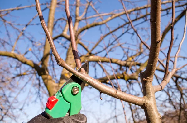 Poda Primavera Jardín Podar Una Manzana Con Tijeras Jardín Poda — Foto de Stock