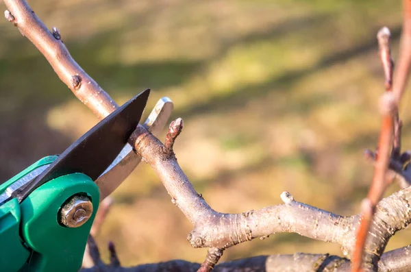 Poda Manzana Con Tijeras Jardín Poda Primavera Árboles Frutales Jardín — Foto de Stock