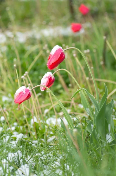 Red Tulips Covered Snow Tulips Snow — Stock Photo, Image