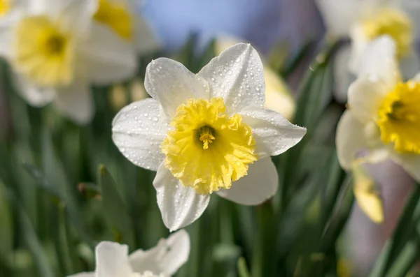 朝焼けのダフォディルスの花 — ストック写真