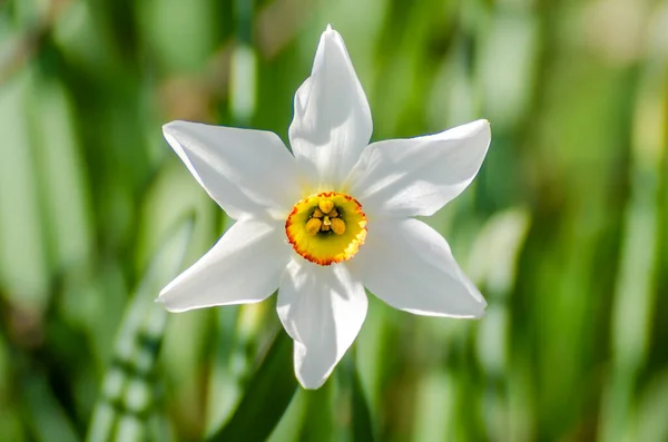 Los Narcisos Florecen Por Mañana Sunligh —  Fotos de Stock