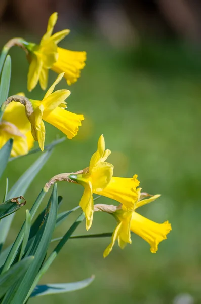 Gul Narcissus Påsklilja Grön Bakgrund Våren Blomma Narcissus Påsklilja Närbild — Stockfoto