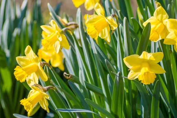 Gul Narcissus Påsklilja Grön Bakgrund Våren Blomma Narcissus Påsklilja Närbild — Stockfoto