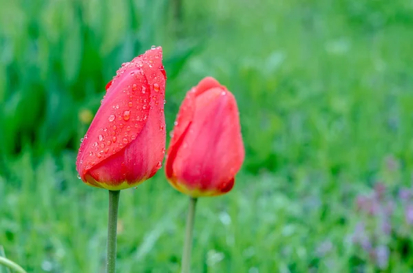 Drops Spring Rain Red Tulips — Stock Photo, Image