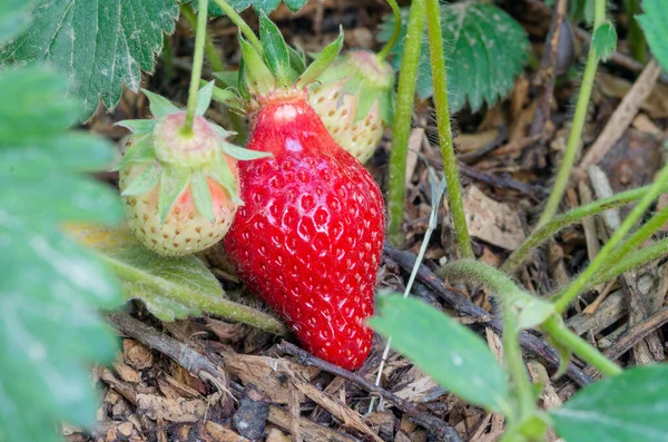 Strawberries. Natural, organic strawberries with green leaves sprouting in a home strawberry garden. Natural green background. Agriculture, bio healthy food. Near a strawberry plant in the garden.
