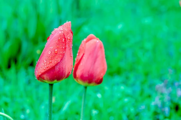 Red Tulips March Flowers Drops Spring Rain Red Tulips Background — Stock Photo, Image