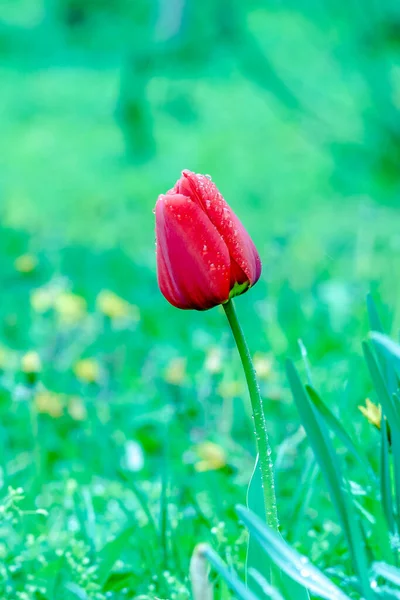 Red Tulips March Flowers Drops Spring Rain Red Tulips Background — Stock Photo, Image