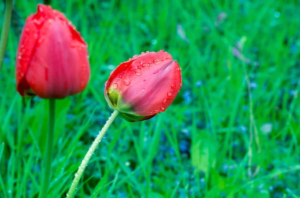 Red Tulips March Flowers Drops Spring Rain Red Tulips Background — Stock Photo, Image