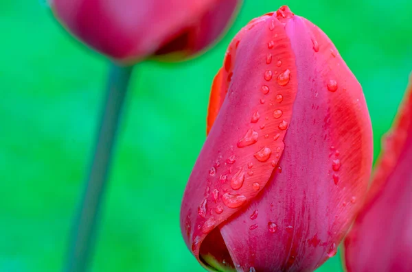 Red Tulips March Flowers Drops Spring Rain Red Tulips Background — Stock Photo, Image