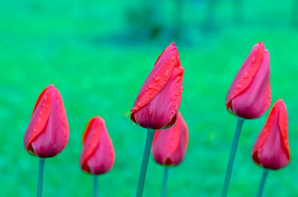 Red Tulips March Flowers Drops Spring Rain Red Tulips Background — Stock Photo, Image