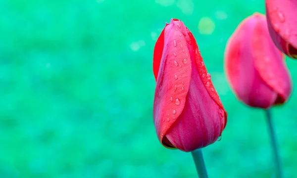 Red Tulips March Flowers Drops Spring Rain Red Tulips Background — Stock Photo, Image