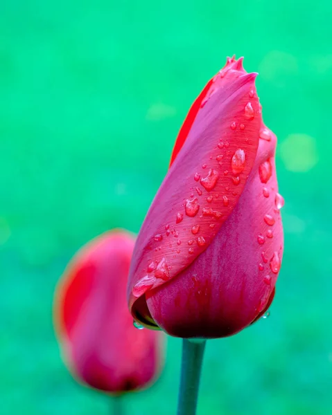 Red Tulips March Flowers Drops Spring Rain Red Tulips Background — Stock Photo, Image