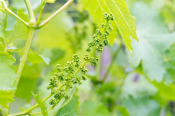 Grape flower buds, baby grapes. Close-up of flowering grape vines, grapes bloom during rainy summer day. Grape seedlings on a vine, small flower buds before they become small fruit grapes. — Stock Image Grape Flower Buds Baby Grapes Close Flowering Grape Vines Grapes Stock Picture