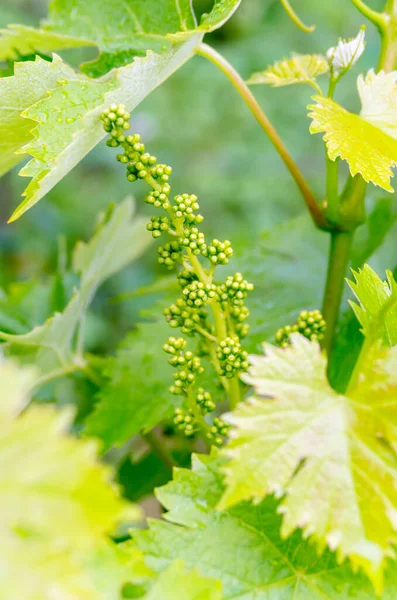 Grape flower buds, baby grapes. Close-up of flowering grape vines, grapes bloom during rainy summer day. Grape seedlings on a vine, small flower buds before they become small fruit grapes. — Stock Image Grape Flower Buds Baby Grapes Close Flowering Grape Vines Grapes Royalty Free Stock Photos