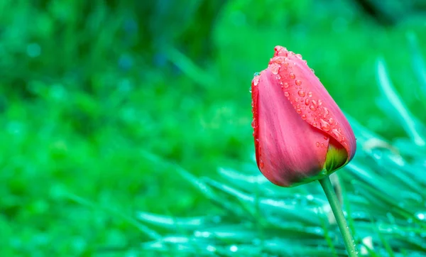 Kırmızı Laleler Mart Çiçekleri Kırmızı Lalelerin Üzerine Bahar Yağmuru Damlaları Stok Fotoğraf