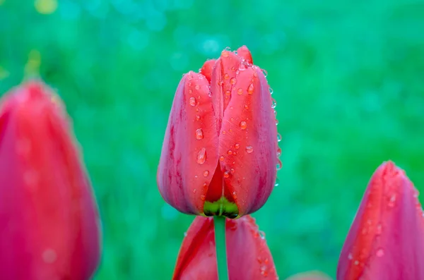 Red Tulips March Flowers Drops Spring Rain Red Tulips Background — Stock Photo, Image