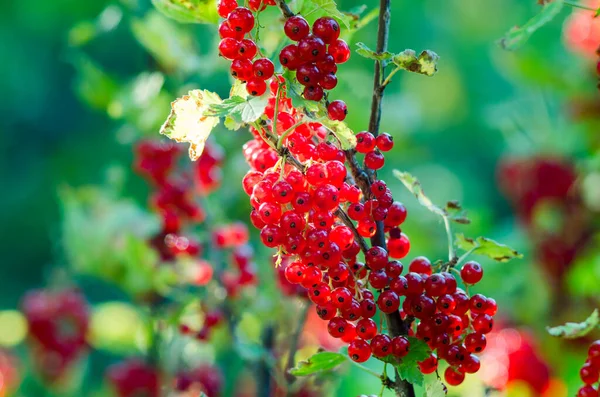 Red currants -  red French grapes. Ripe red currants close-up as background. Fruit of ripe red currant. Against the backdrop of a bunch of French grapes - black currant. Fruits for vegetarian food.