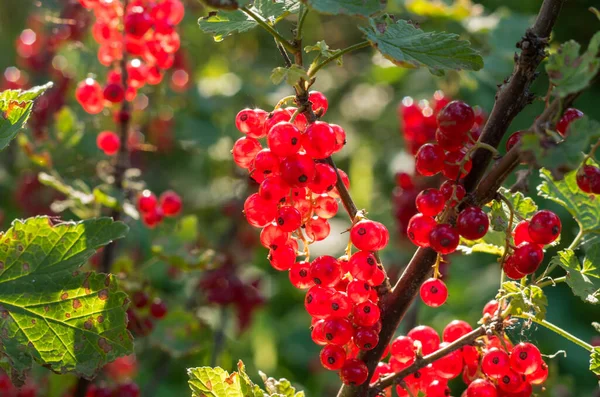 Red currants -  red French grapes. Ripe red currants close-up as background. Fruit of ripe red currant. Against the backdrop of a bunch of French grapes - black currant. Fruits for vegetarian food.