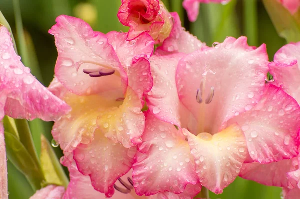 Pembe Gladioller Gladiolus Çiçeği Çiçek Üstüne Yağmur Damlası Gladyatörlü Bahar — Stok fotoğraf