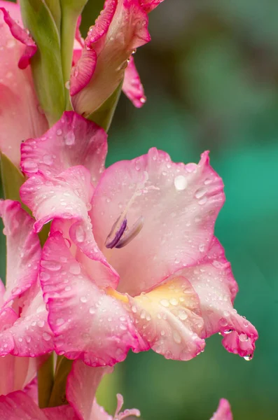 Pink gladioles Gladiolus flower. Raindrops on flower. Spring garden with gladioles. Raindrops on flower gladioles gladiolus. Groups gladioles, sword lily, sword grass of green background.