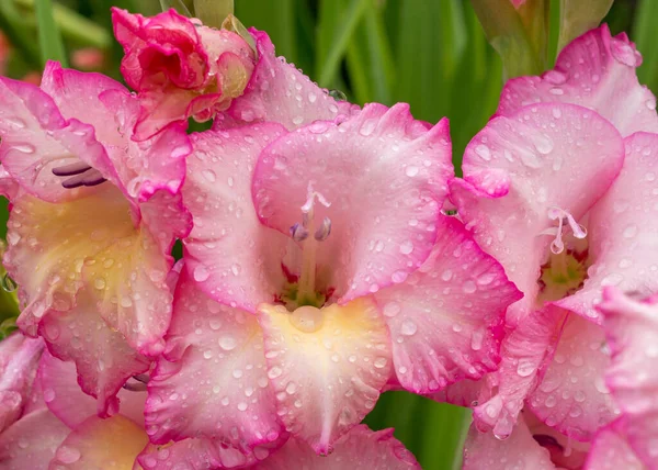 Pink gladioles Gladiolus flower. Raindrops on flower. Spring garden with gladioles. Raindrops on flower gladioles gladiolus. Groups gladioles, sword lily, sword grass of green background.
