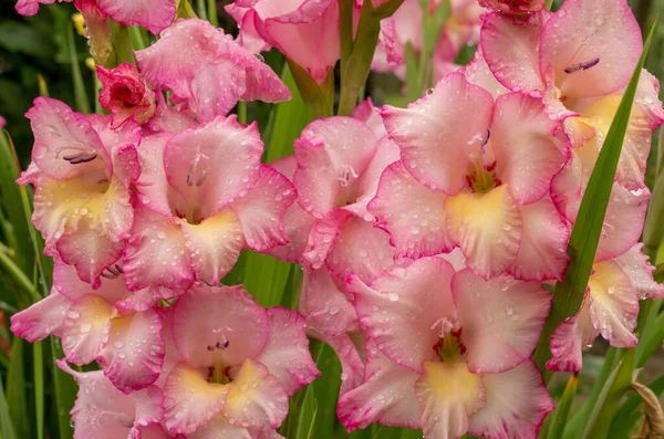 Růžové Gladioly Gladiolus Dešťové Kapky Kytku Jarní Zahrada Gladiolem Dešťové — Stock fotografie