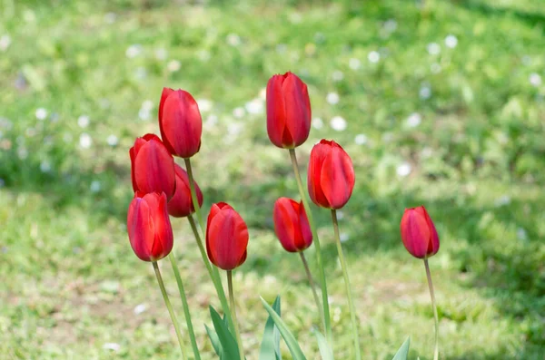 Red Tulips Soft Focus Garden Dutch Tulips Warm Spring Day — Stock Photo, Image