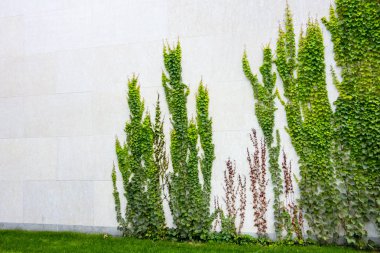 beyaz büyük blok duvar büyüyen yeşil yapraklı sarmaşıklar