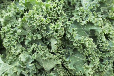 Pazar yeşil yapraky kale yakın çekim