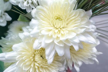 beyaz çiçekler muhteşem dahlias