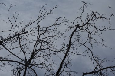 İnsanoğlu kabataslak bir yüzey oluşturmak için birbirine yapışmış beyaz çıkıntıları ve bronzlaşmış arka planı olan malzemeler yaptı.