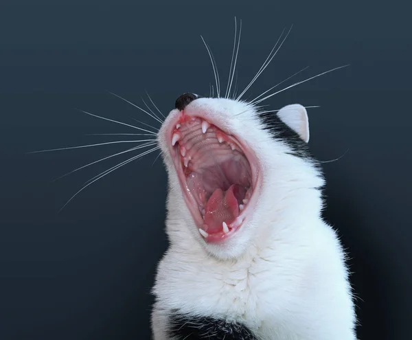 Siyah beyaz kedi sarı göz yakın yukarı baş shot — Stok fotoğraf