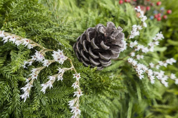 Navidad siempreverde con flor blanca cono de pino rojo bayas , — Foto de Stock