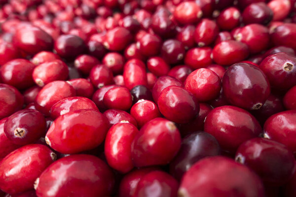 bunch of red, organic cranberries at market