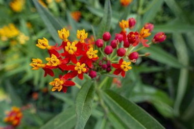 İnsanoğlu kabataslak bir yüzey oluşturmak için birbirine yapışmış beyaz çıkıntıları ve bronzlaşmış arka planı olan malzemeler yaptı.
