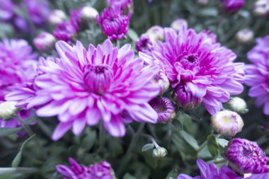 güzel pembe bahçe çiçek demet